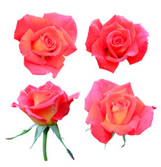 Set of red-coral roses isolated on white background with clipping path.