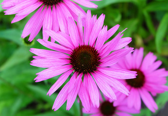 Obraz premium Echinacea flowers in the flower bed in the park.