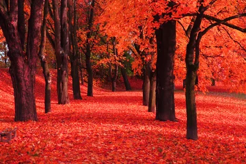 Abwaschbare Fototapete Nach Farbe roter Herbstpark