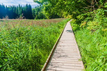 Obraz premium Boardwalk in Gauja National Park, Latvia