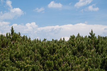 Alpine shrubs with the sky in the background