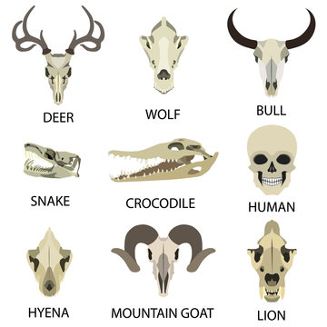 animal skull flat icon set