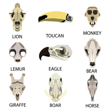animal skull flat icon set