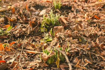 water on green leaf after winter