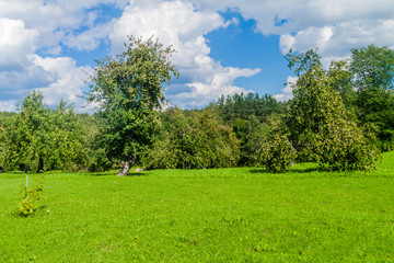 Fototapeta na wymiar Apple trees in Turaida Museum Reserve, Latvia