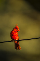 CARDINAL ON A WIRE