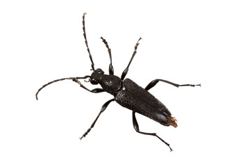 Beetle (Stictoleptura scutellata) on a white background