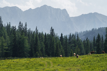 Fototapeta na wymiar Cattle grazing on a high alpine meadow with hazy mountains in the background