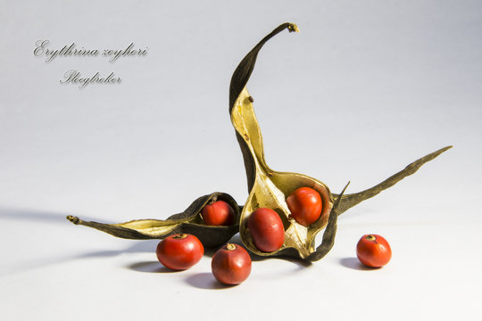Erythrina zeyheri seeds - Plowbreaker