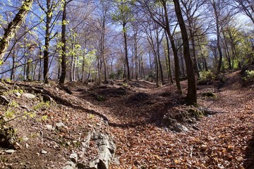 Bosco in autunno