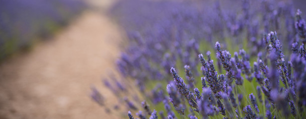 Blossoming of lavander flowers on the field ,closer view. Cutted for banner.
