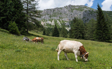 Fototapeta na wymiar Cattle grazing on an idyllic mountain pasture