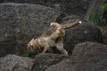 Red fox in the woods(Vulpes vulpes)