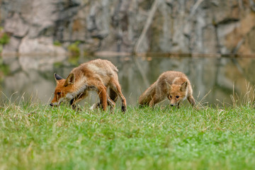 Red fox in the woods(Vulpes vulpes)