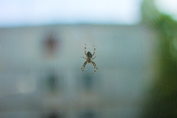 spider in the forest