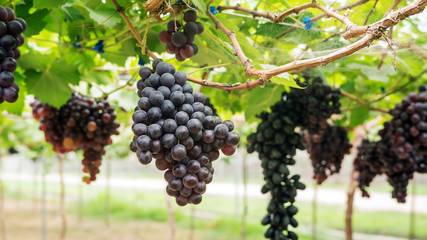 Bunches of ripe grapes in a vineyard.