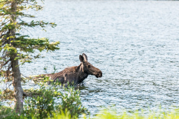 Swimming Moose