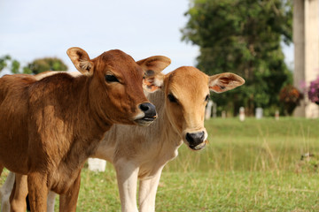 Two cows In the meadow