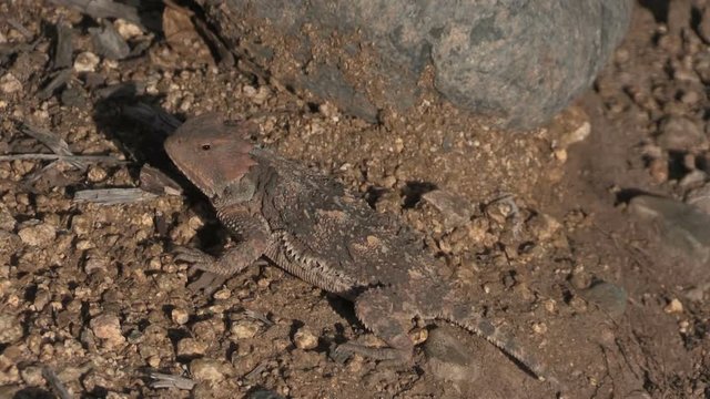 Arizona Horned Toad Lizard