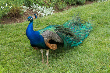Obraz premium A beautiful peacock in the Eggenberg palace garden