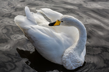 Swan on a Lake in Iceland