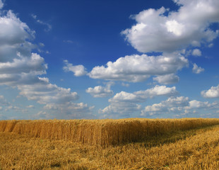 Obraz premium Wheat field against a blue sky