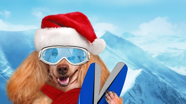 Cinemagraph - Skier dog in red Christmas hat wearing sunglasses relaxing in the mountain . Motion Photo.