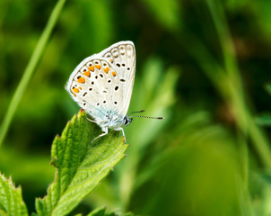 Fototapeta na wymiar Little butterfly on a summer meadow flower