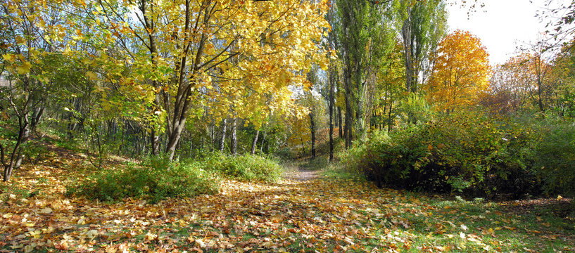 panoramic image of the autumn park in October