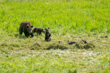 A grizzly bear with two cubs eating a dead buffalo found in Yellowstone National Park 