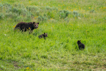 A grizzly bear  and her cub is waiting for another cub to join them