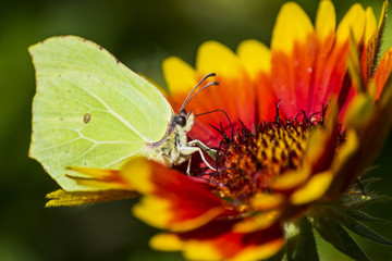 Motyl © Eryk