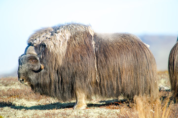 Old musk ox