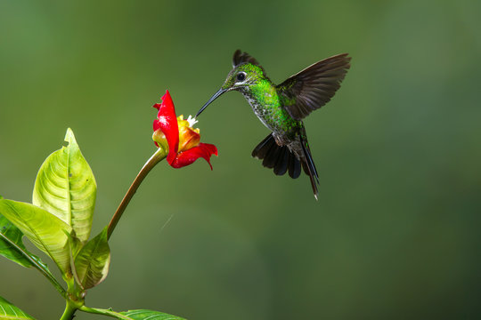 colibrì hummingbirds Costa Rica