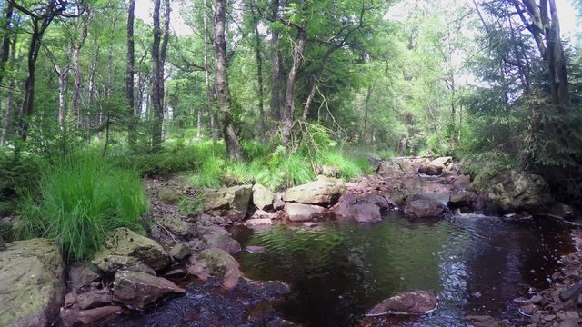 Small forest river in Parc naturel Hautes Fagnes - Eifel (Belgium).