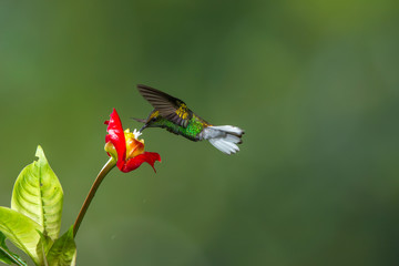 colibrì hummingbirds Costa Rica