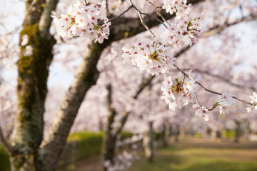 Sakura cherry blossom tree at green park