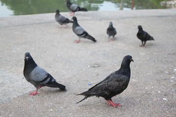pigeon