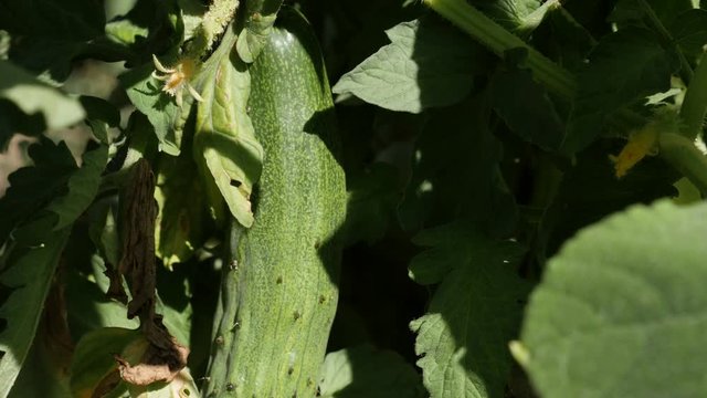 Hidden gourd family Cucurbitacea footage - Creeping plant of cucumber vegetable video 