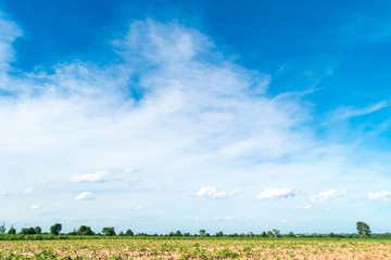 Blue sky and cloud with tree. landscape background.