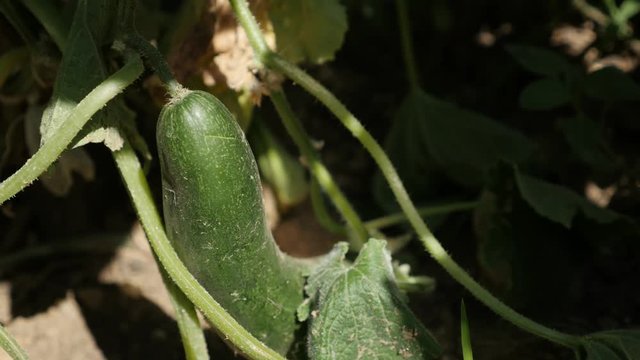 Creeping plant of cucumber vegetable footage - Gourd family Cucurbitacea video 