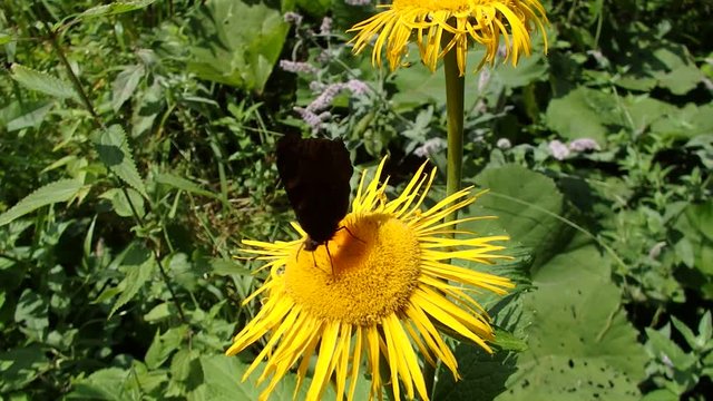 Flower elecampane, (Inula helenium), Yellow flower and butterfly
