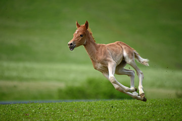 Haflinger Fo0hlen