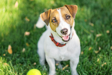 A cute dog Jack Russell Terrier resting after having fun with a small Tennis ball on green lawn outdoor at summer day. Copy-space left