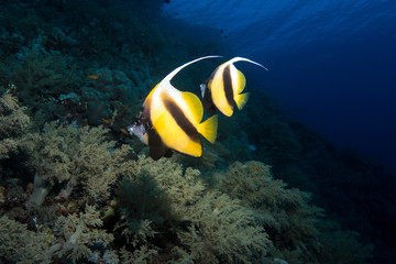 Fototapeta na wymiar pennant bannerfish in the red sea