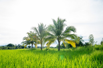 Fototapeta premium Palm full of coconuts on field 