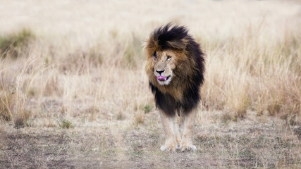 Fototapeta na wymiar Adult lion standing in red oat grass