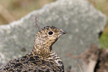 Svalbard Rock ptarmigan, female with summer plumage, Svalbard, close up