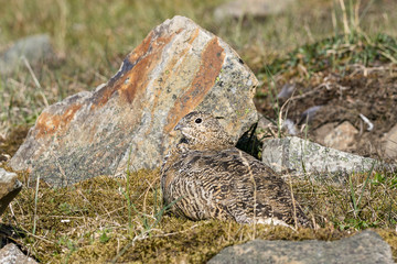 Svalbard Rock ptarmigan, female with summer plumage, lying on ground in summer, Svalbard