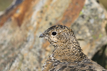Svalbard Rock ptarmigan, female with summer plumage, Svalbard, close up